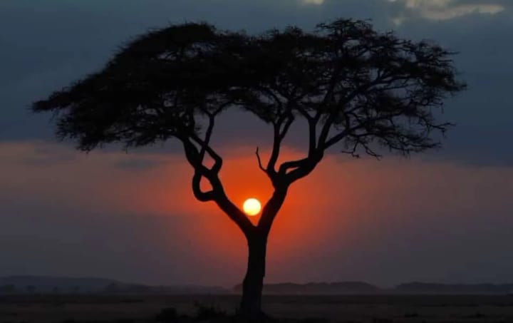 Meru National Park Kenya #nature #natureporn