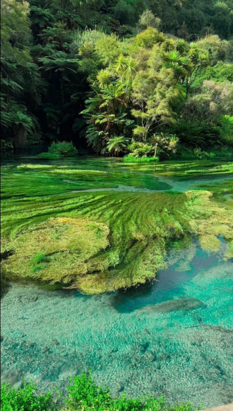 Crystal clear waters of New Zealand #nature #natureporn
