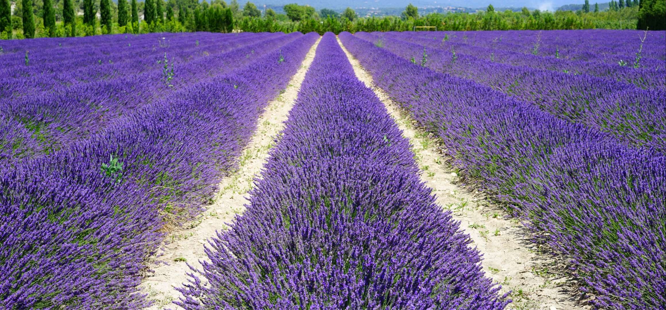 Énorméments très beaucoups des Belles Fleurs Violets sur le champ des Lavandes aux soleil !